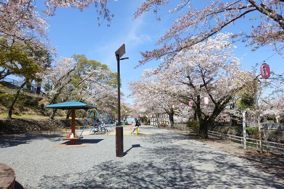 若泉第二公園 桜