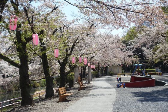 若泉公園桜まつり