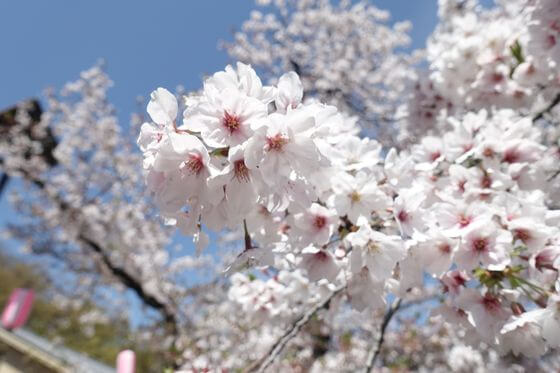 若泉公園 桜 開花状況