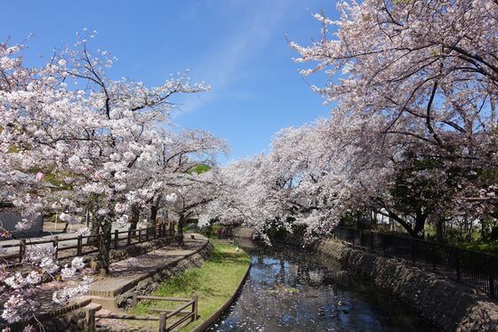 若泉公園 桜