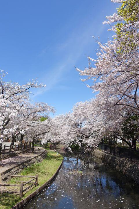 若泉公園 桜並木