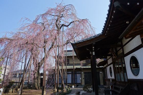 東京のしだれ桜 21年の有名な名所から穴場までおすすめスポット１３選 歩いてみたブログ