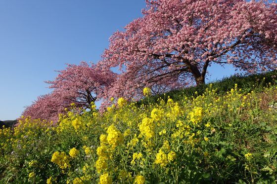 静岡 河津桜