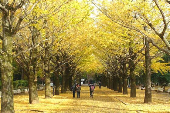 東京 銀杏並木