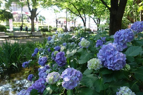 千葉公園のあじさい 21年の見頃と咲いている場所は 千葉市中央区 歩いてみたブログ