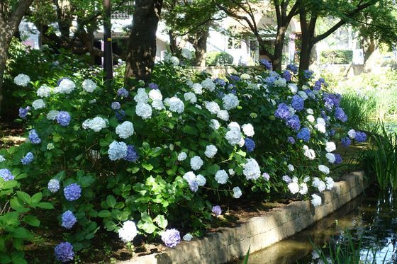 千葉公園のあじさい 年の見頃と咲いている場所は 千葉市中央区