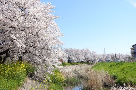 本庄市の桜 21年の有名な名所から穴場までお花見おすすめスポット４選 歩いてみたブログ