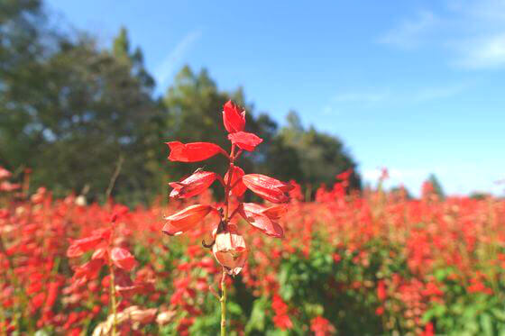 大宮花の丘農林公苑のサルビア 21年の見頃と開花状況は 歩いてみたブログ