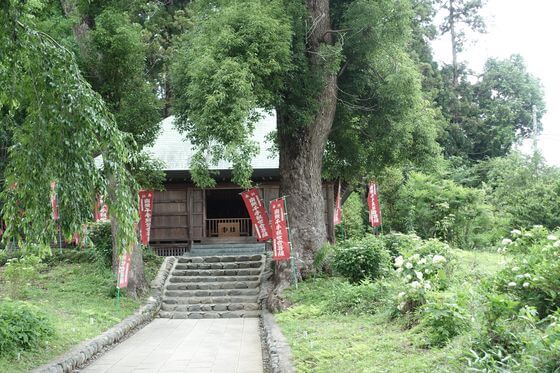 塩船観音寺 アジサイ