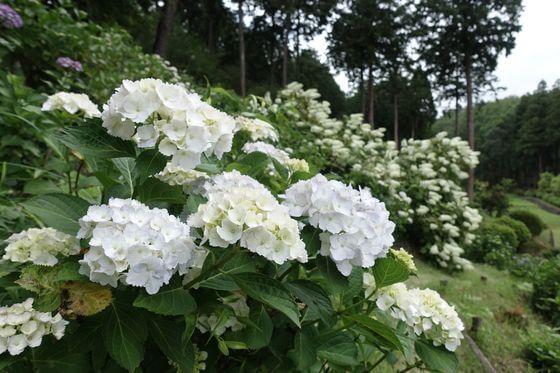 霞丘陵自然公園 あじさい