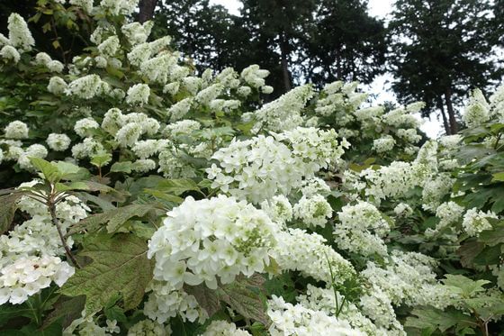 霞丘陵自然公園 アジサイ