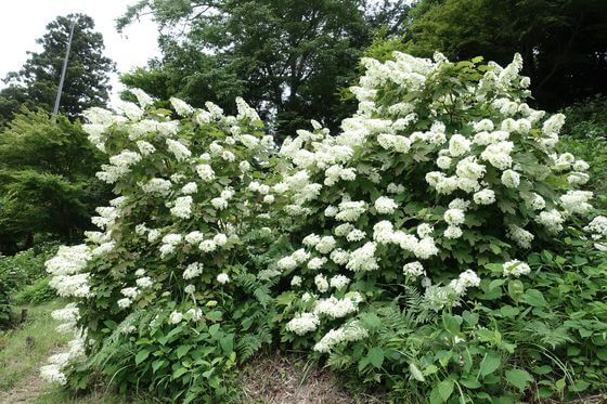 霞丘陵自然公園 紫陽花