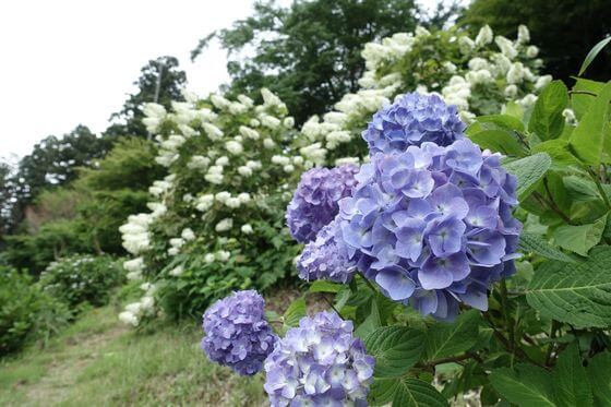 塩船観音寺 あじさい 開花状況