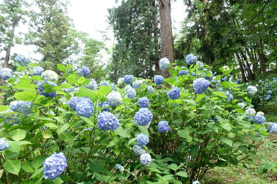 青梅市 紫陽花