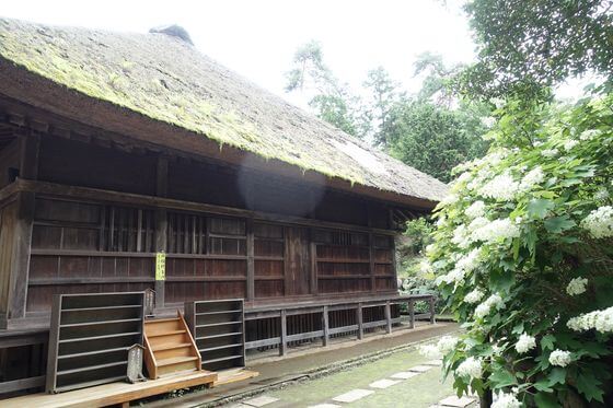 塩船観音寺 阿弥陀堂脇 アジサイ