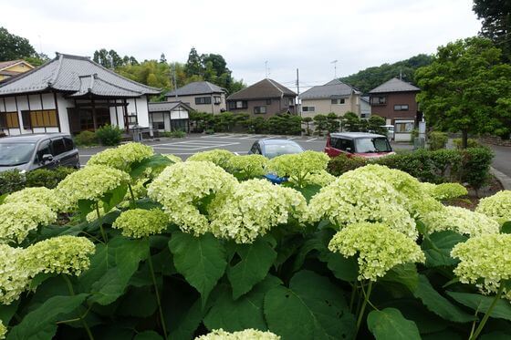 塩船観音 紫陽花