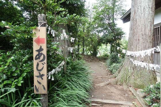 塩船観音寺 あじさい園