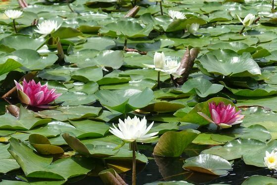 昭和の森の睡蓮 スイレン 22年の見頃と開花状況は 千葉市緑区土気町 歩いてみたブログ