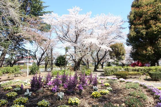 城下公園 桜