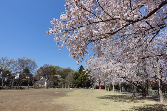 本庄 城下公園 桜