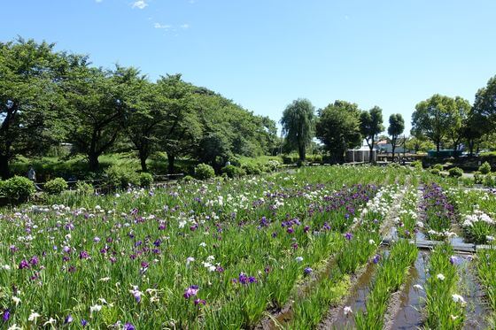 上尾丸山公園 水生植物池