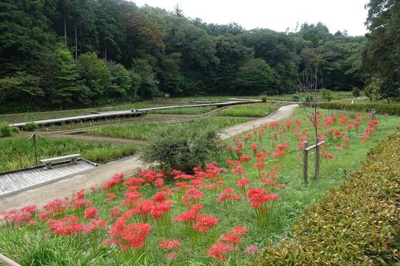 吹上しょうぶ公園の彼岸花 21年の見頃は 東京都青梅市 曼珠沙華 リコリス 歩いてみたブログ