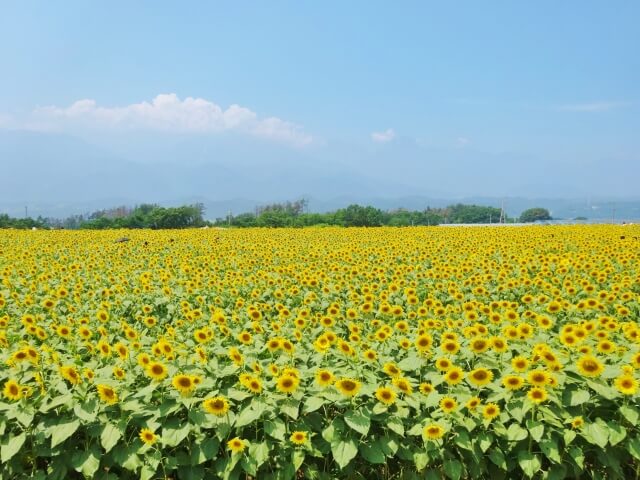 北杜市 ひまわり畑