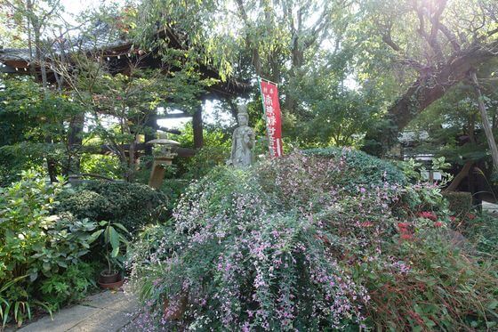 興禅院の萩 ハギ 21年の見頃は 埼玉県川口市 歩いてみたブログ
