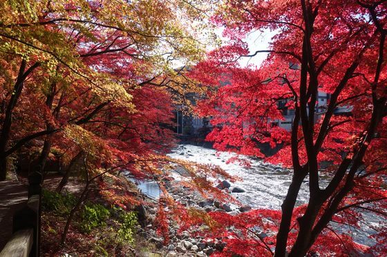 紅の吊橋の紅葉 年の見頃と現在の色づき状況は アクセス方法と駐車場は 歩いてみたブログ