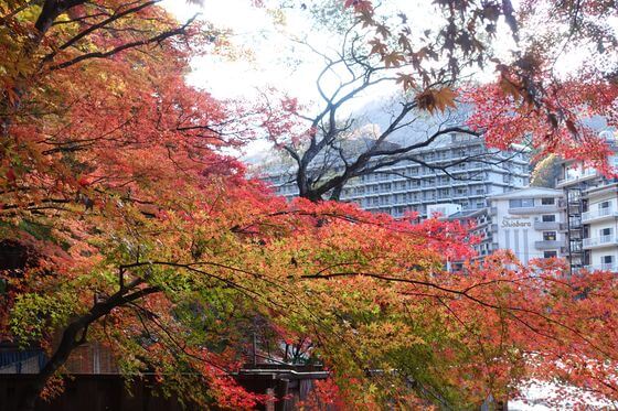 紅の吊橋の紅葉 年の見頃と現在の色づき状況は アクセス方法と駐車場は 歩いてみたブログ