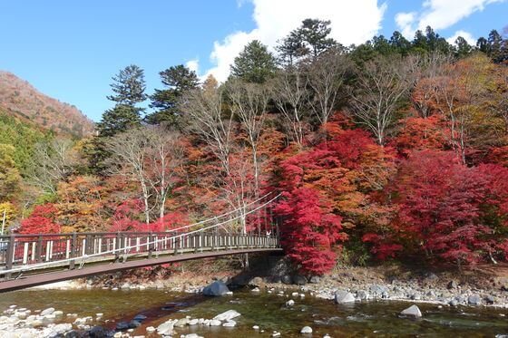 紅の吊橋 紅葉 見頃