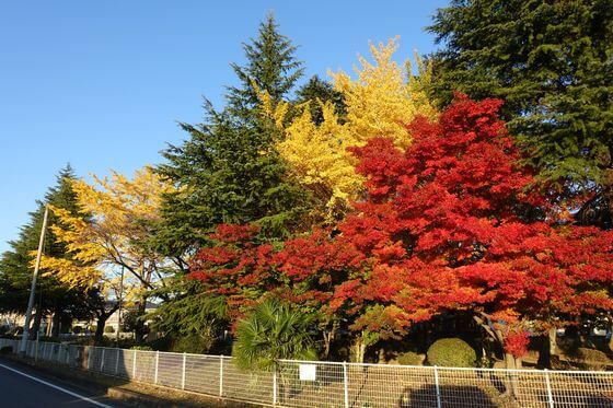 栃木県 大山公園 紅葉