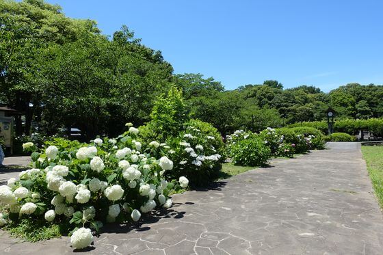 加須 玉敷公園 紫陽花
