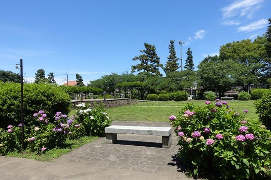 加須 玉敷公園 アジサイ