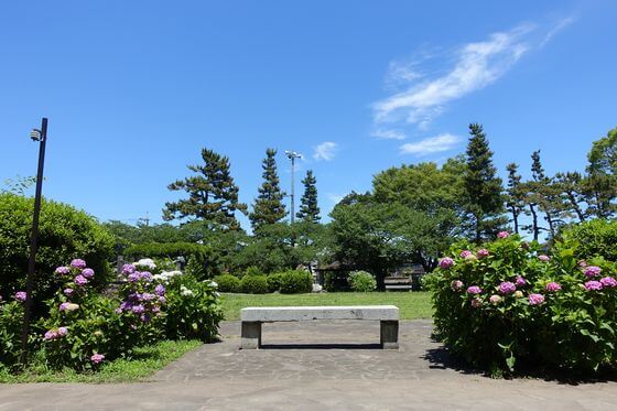 玉敷公園 紫陽花