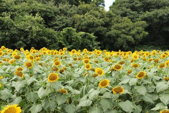 成田ゆめ牧場のひまわり 22年の見頃と開花状況は ひまわり迷路 歩いてみたブログ
