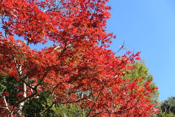 金沢自然公園 紅葉 現在
