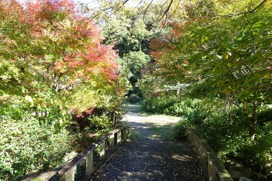 金沢自然公園 水の谷 紅葉