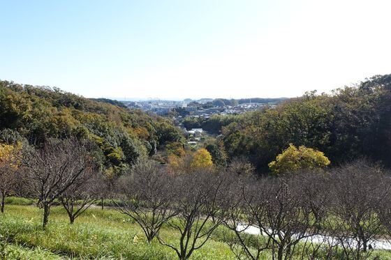 金沢自然公園 こども広場 紅葉