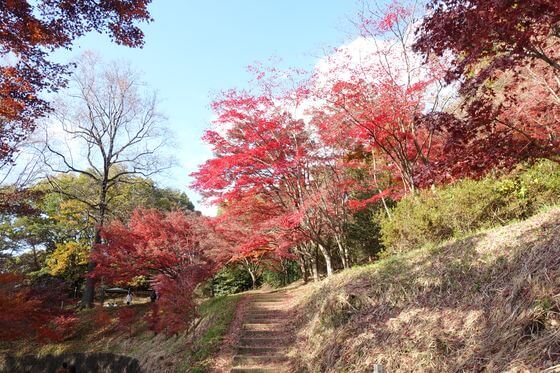 織姫公園 モミジ