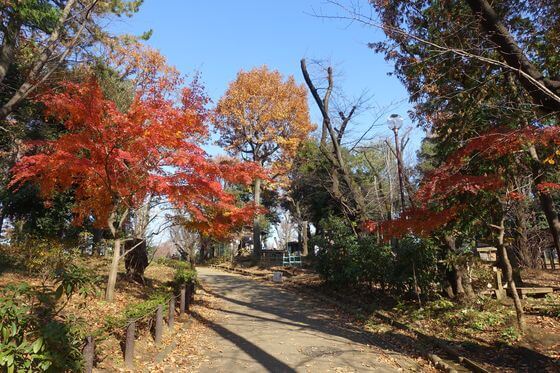 羽根木公園 紅葉