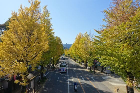 甲州街道 銀杏並木