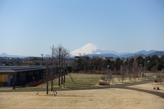 花菜ガーデン 富士山