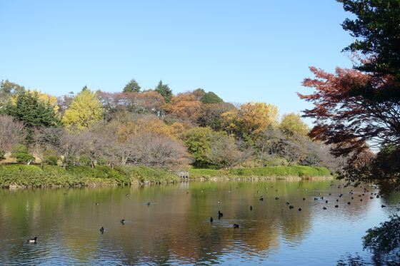 三ツ池公園 休憩舎 紅葉