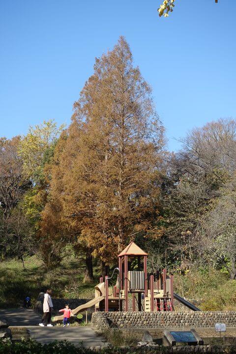 三ツ池公園の紅葉 年の見頃と現在の色づき状況は 歩いてみたブログ