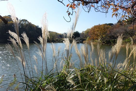 三ツ池公園の紅葉 年の見頃と現在の色づき状況は 歩いてみたブログ