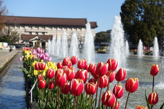 上野公園のアイスチューリップ 22年の見頃と現在の開花状況は 歩いてみたブログ