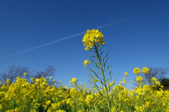 菜の花畑 22年の有名な名所から穴場のおすすめスポット 関東 東京近郊 ２１選 歩いてみたブログ