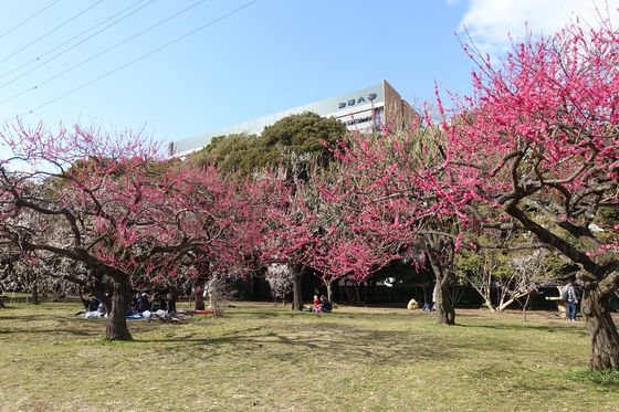 駒沢公園 紅梅