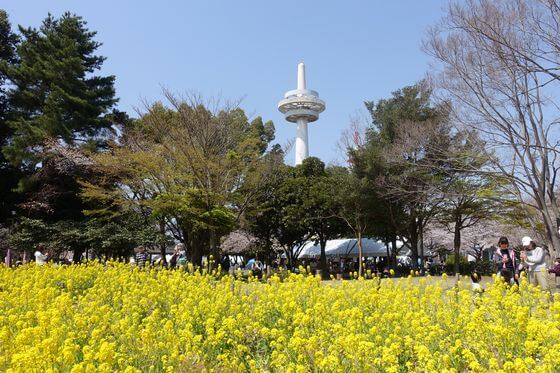 菜の花畑 22年の有名な名所から穴場のおすすめスポット 関東 東京近郊 ２１選 歩いてみたブログ